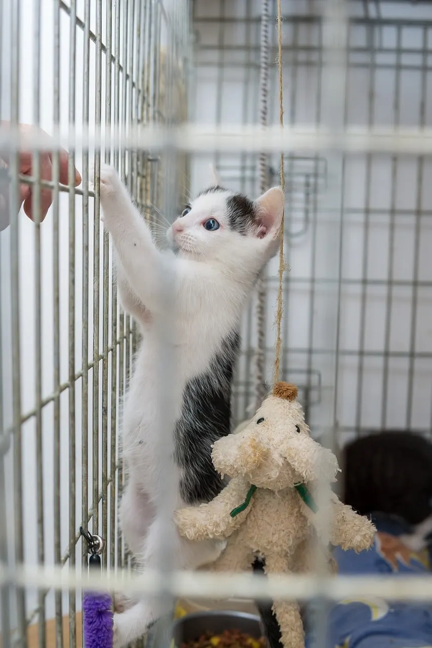 découvrez notre refuge pour animaux, un sanctuaire dédié à la protection et au bien-être des animaux abandonnés. adoptez un compagnon à quatre pattes et offrez-lui une seconde chance. rejoignez-nous pour faire la différence !