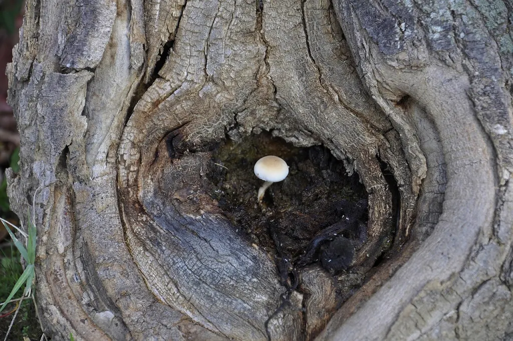 Growth